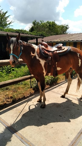 Esmeralda qui inspire Arizona dream la jument de Louise