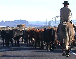 Cattle drive : base du cowboy